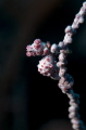   Pygmy Seahorse Hippocampus bargibanti taken 28m.Nikon 105mm. Twin SS 110a strobes. 28m. 28m 105mm strobes  